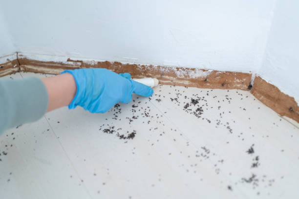 Trusted Grimes, IA Pest Control Experts